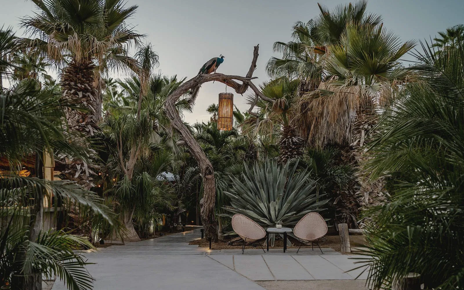 A stone path through tall palms and agave at dusk, with a peacock perched on a bare branch above two woven chairs and a hanging lantern